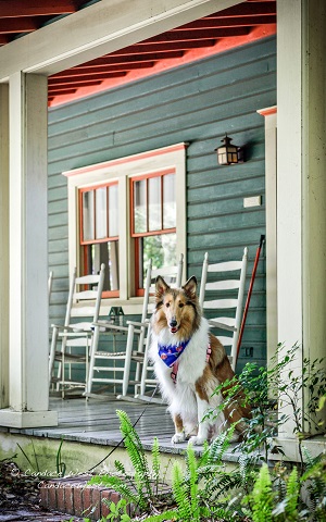 pet friendly, magnolia plantation bed and breakfast inn and cottages, gainesville, florida