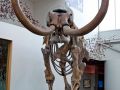 Columbian Mammoth   Front View  Florida 