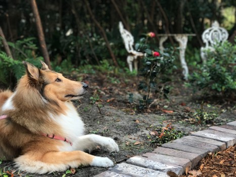 Abbey in Barber s Garden